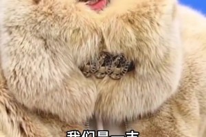 领袖！SGA:我复出之后，卡森和乔的戏份减少了，对他们不公平